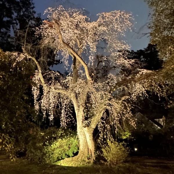 Weeping Cherry - Sycamore Ave