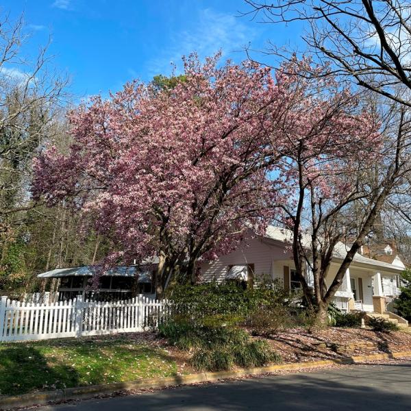 Saucer Magnolia - W. Vernon Avenue