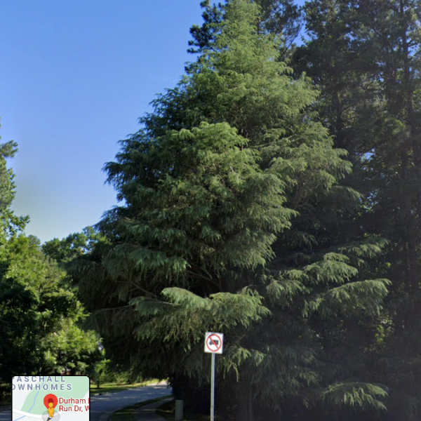 Deodar Cedar