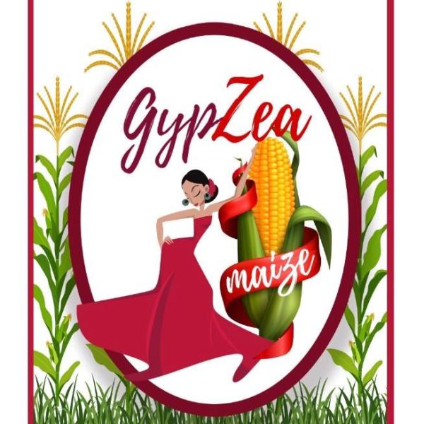 GypZea Maize Popcorn