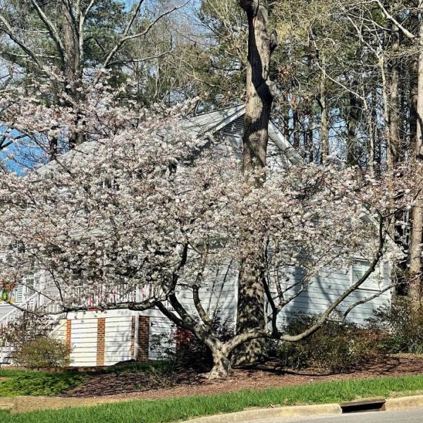 Flowering Cherry - Wingate St