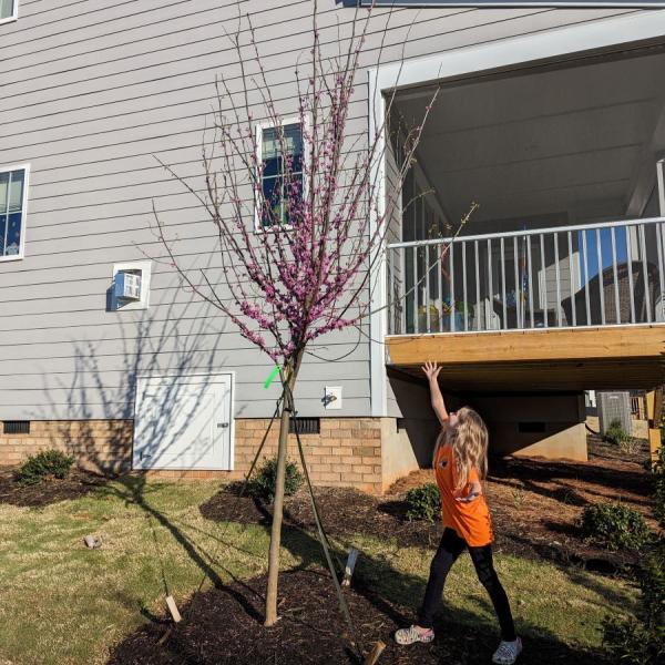 Cercis Canadensis - Remey Ave