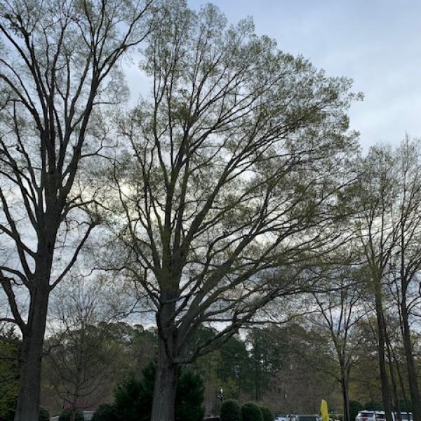 Willow Oak