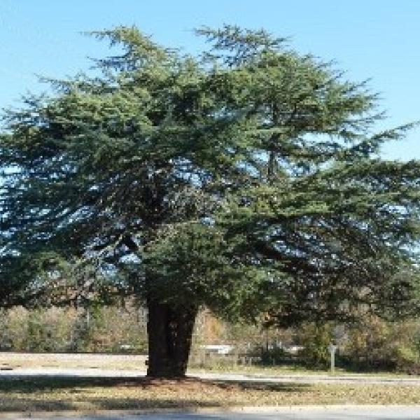 Town Tree