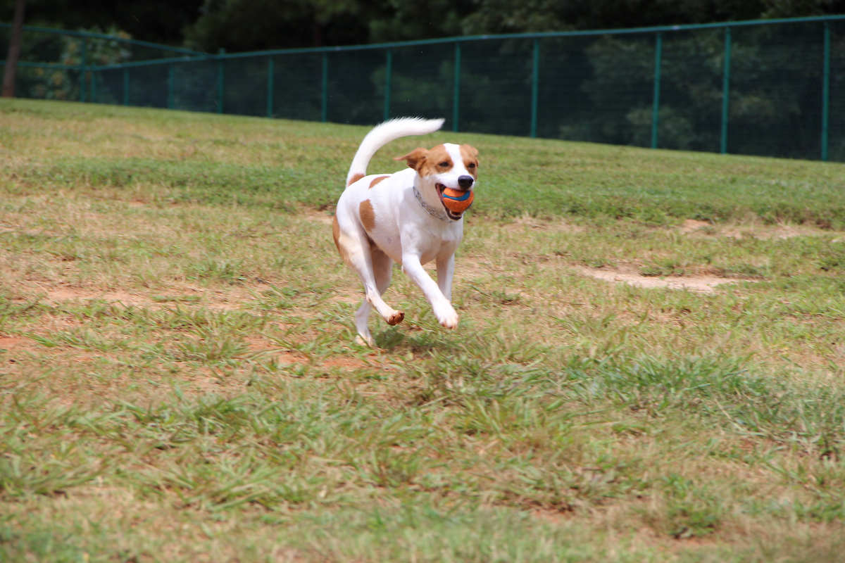 Flaherty Dog Park